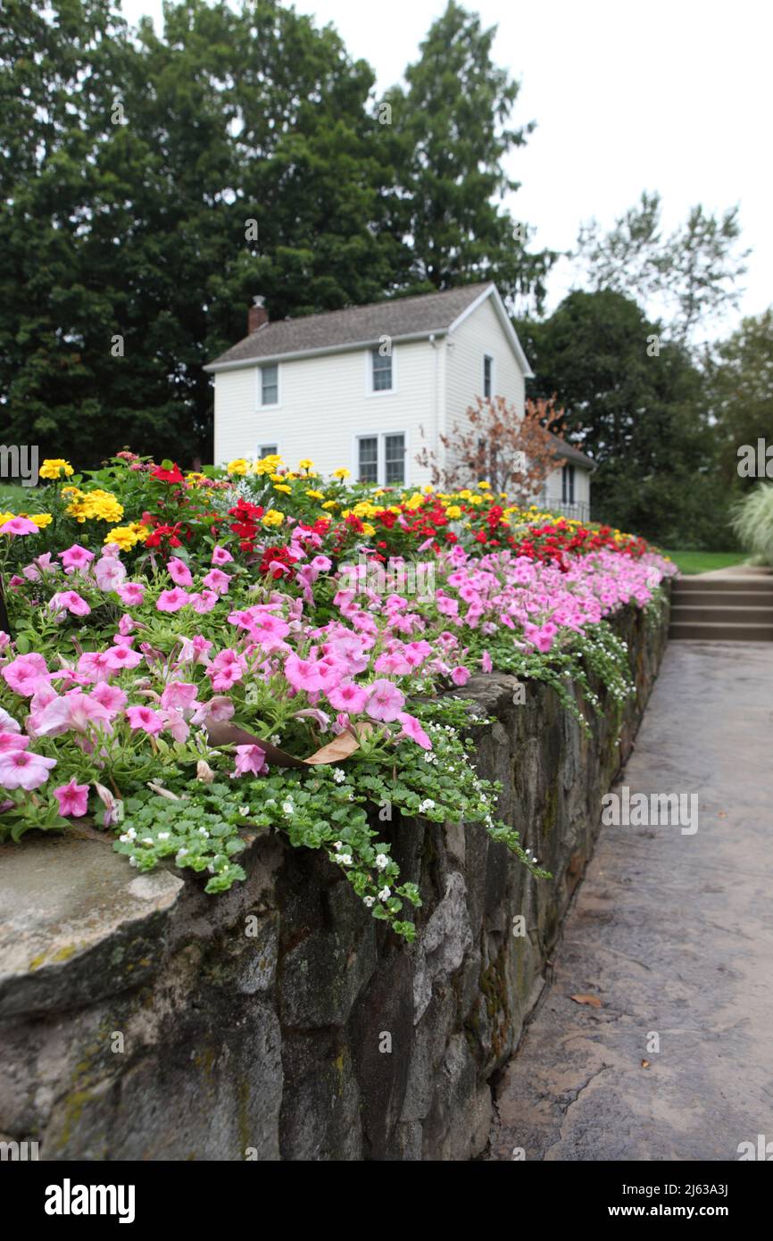 Colorful annual flowers growing on a rock wall along a sidewalk leading to a colonial style house. Stock Photo
