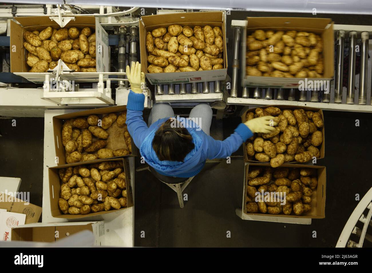 American Falls, Idaho, USA Apr. 30, 2011 Image of a conveyor belt in a food processing facility, and workers sorting russett potatoes. Stock Photo