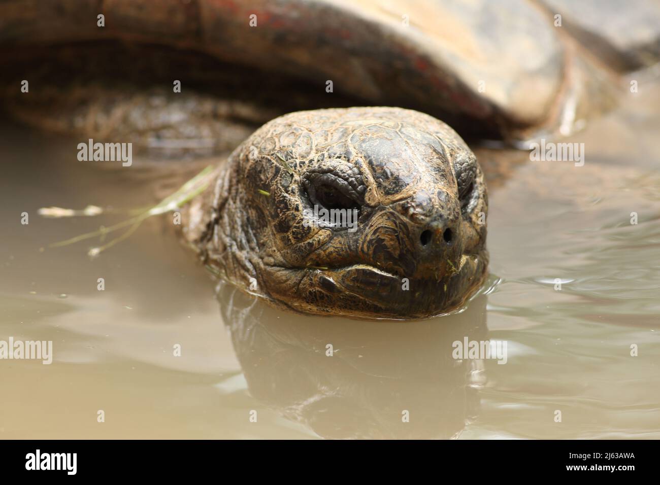 A Sulcata tortoise, grooved tortoise, spur tortoise or Africa spur thigh tortoise. African spurred tortoises are the largest tortoise on the mainland Stock Photo