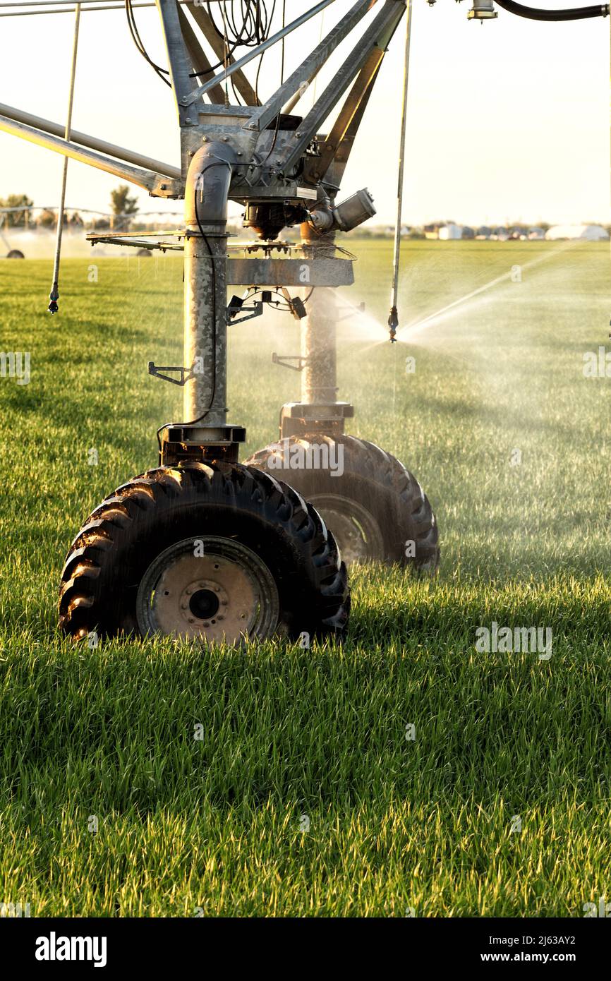 A center pivot agricultural irrigation system in an Idaho farm field to irrigate wheat field. Stock Photo