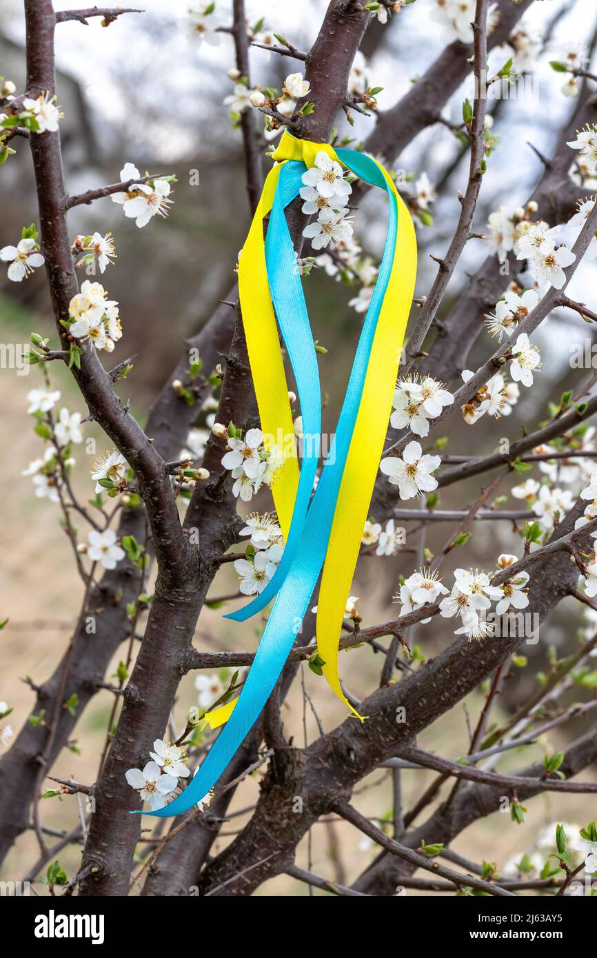 Colorful blue and yellow fabric ribbons on a flowering tree in the garden in spring. Ukrainian patriotic symbols, flag colors Stock Photo