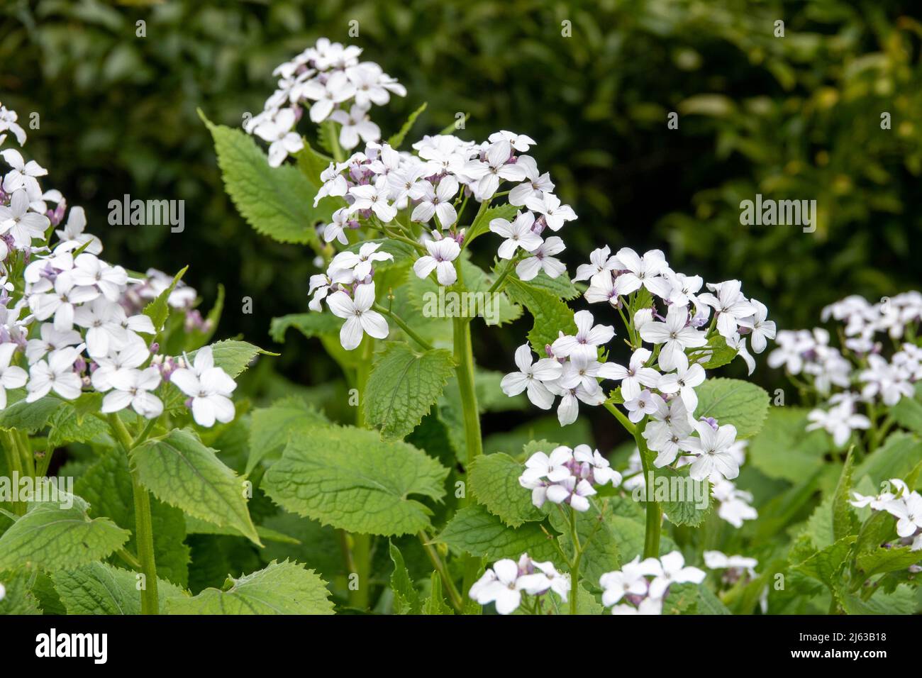 clusters of white flowers of perennial honesty lunaris rediviva Stock Photo
