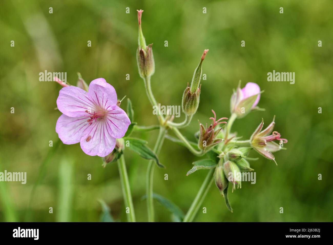 A purple sticky geranium, geranium viscosissimum, blooming in the meadows of the rocky Mountains Stock Photo