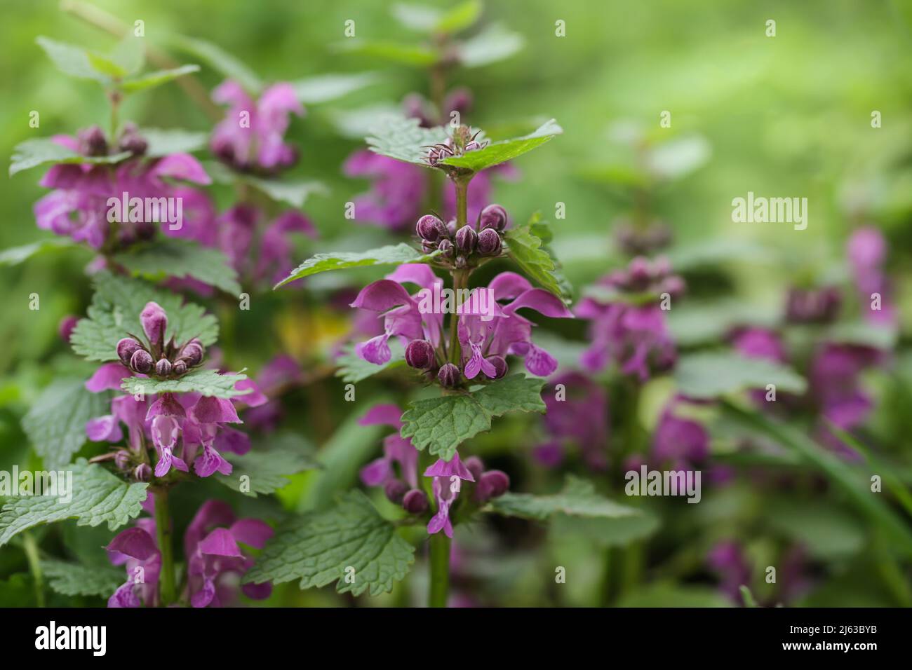 Pink flowers of spotted dead-nettle Lamium maculatum. Lamium maculatum flowers close up selective focus. Stock Photo
