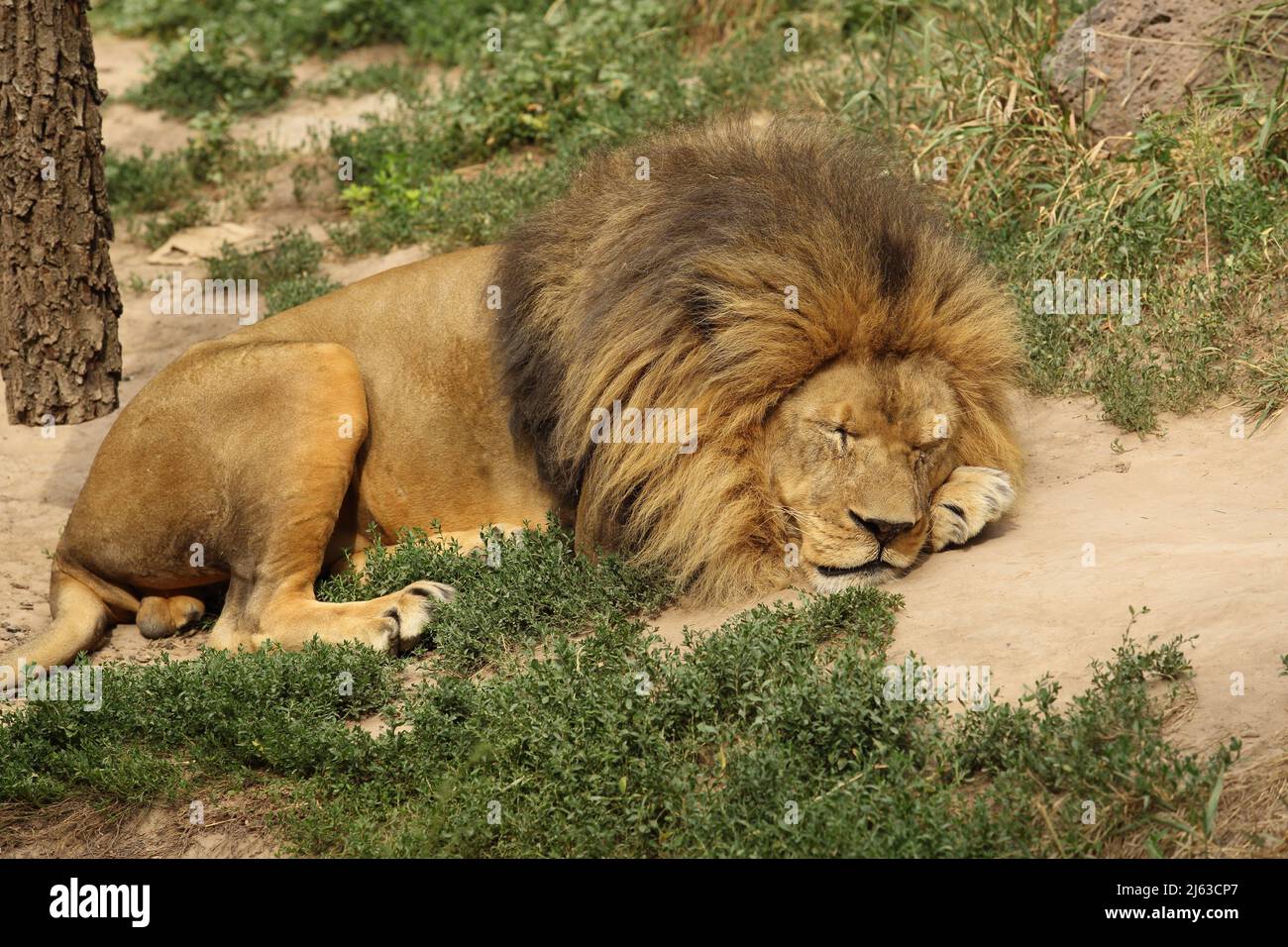 A closeup of a male lion sleeping.  This lion has scars and marks from fighting. Stock Photo