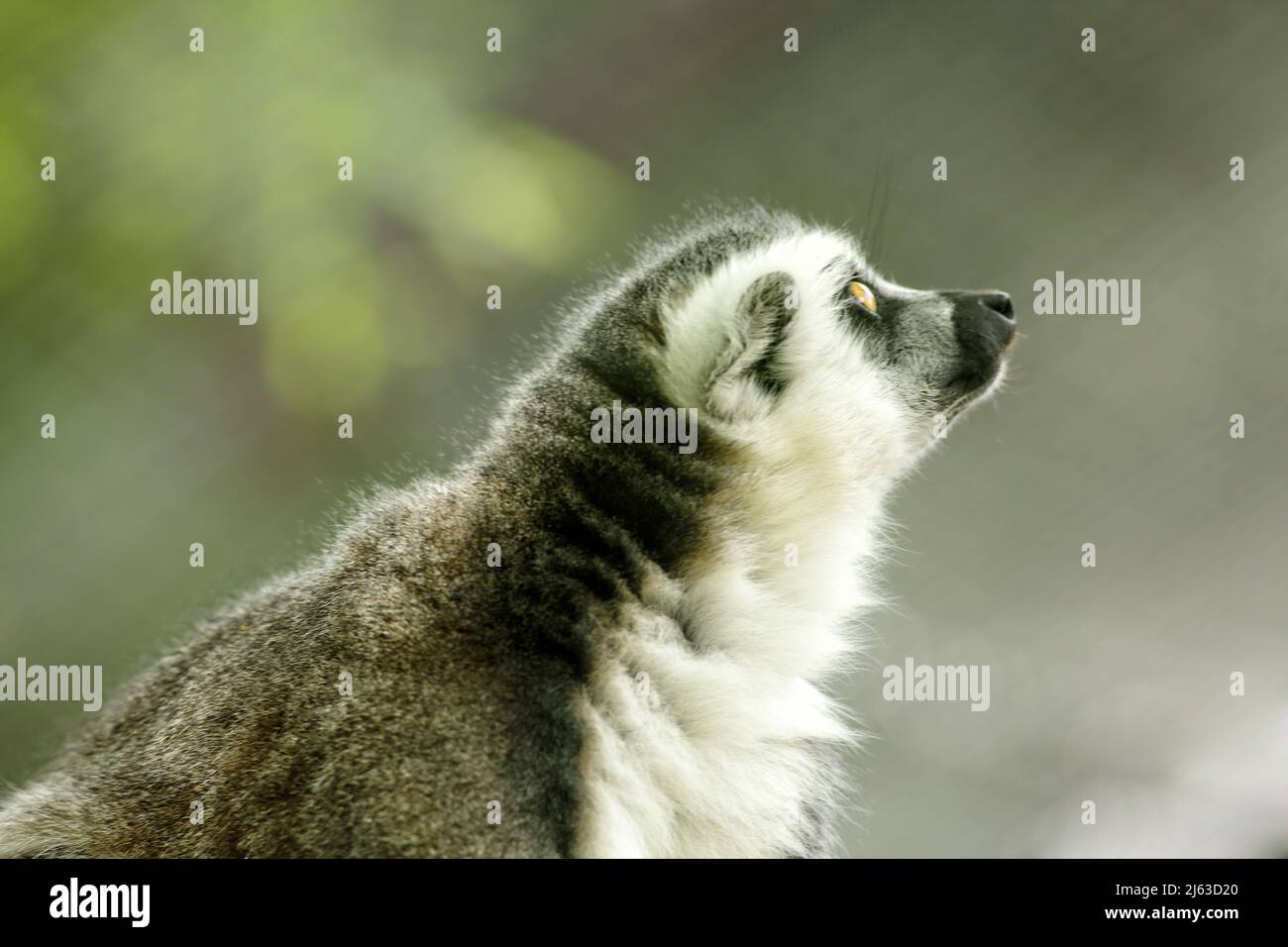 Ring-tailed Lemurs,  Lemur catta, are best known for their long, thick, black-and-white striped tails that can measure over 2 feet in length. The ring Stock Photo