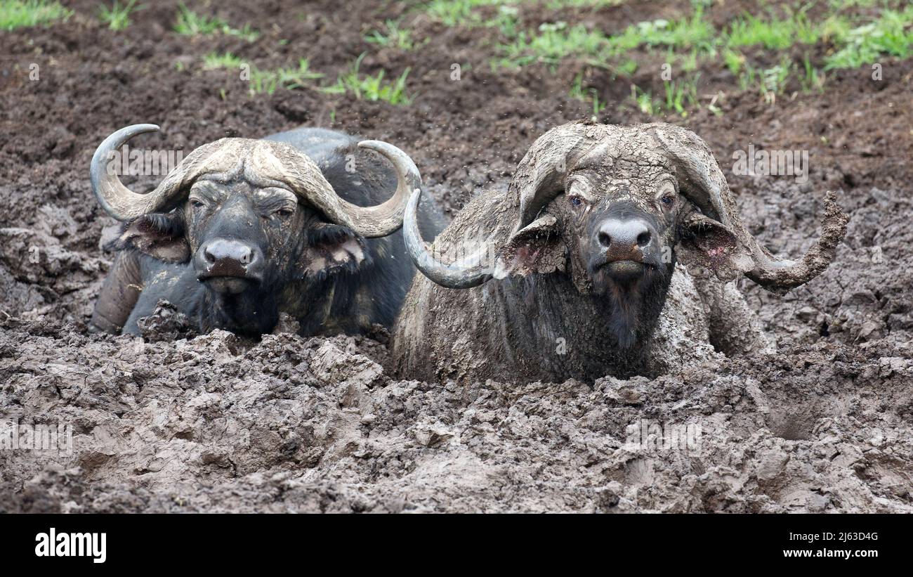 Cape Buffalos (Syncerus caffer caffer) lying deep in mud in Ngorongoro Crater in Tanzania Stock Photo