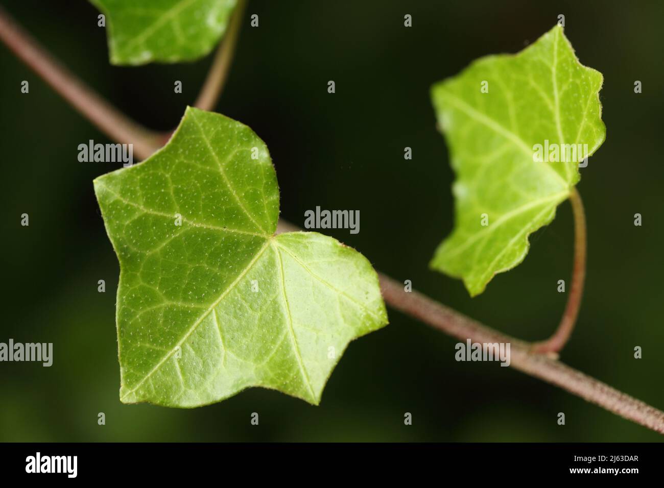 Hedera helix, the common ivy, or English ivy, European ivy, or just ivy, is a species of flowering plant of the ivy genus in the family Araliaceae, na Stock Photo
