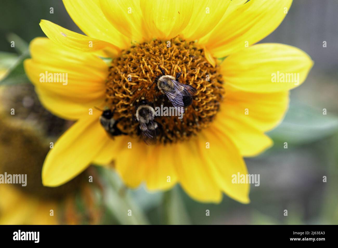 Three honeybees pollinate a yellow daisy, while working to gather pollen to make honey. Stock Photo