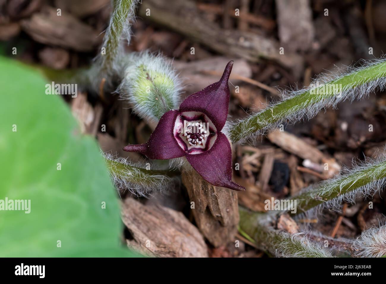 Wild ginger flower. It grows in the eastern USA, southeastern Canada, and parts of Asia. Stock Photo