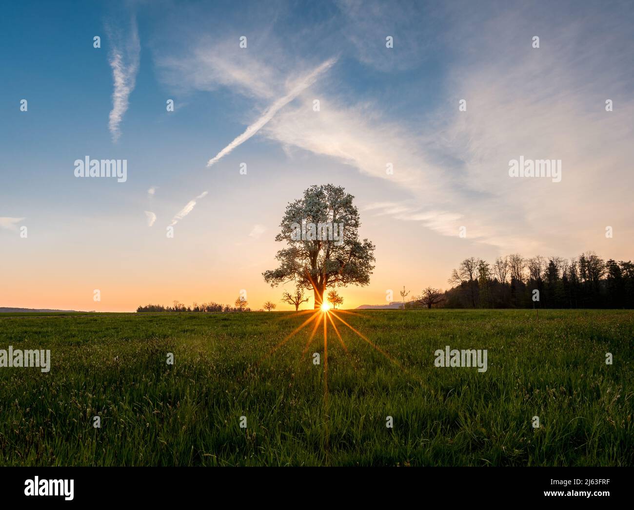 spring sunrise with a giant pear tree in bloom Stock Photo