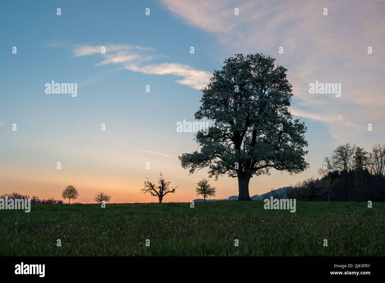 spring sunrise with a giant pear tree in bloom Stock Photo