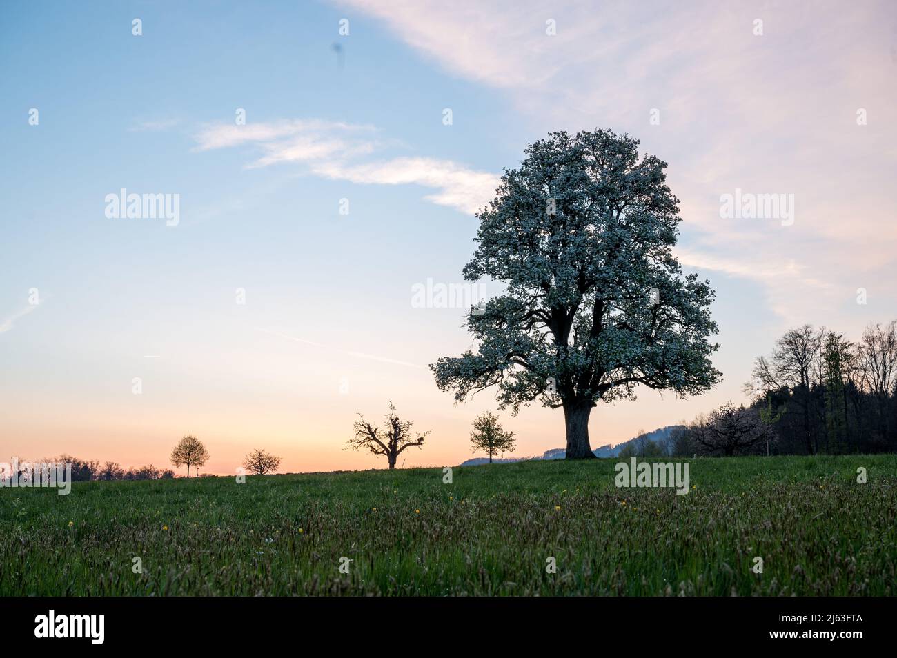 spring sunrise with a giant pear tree in bloom Stock Photo