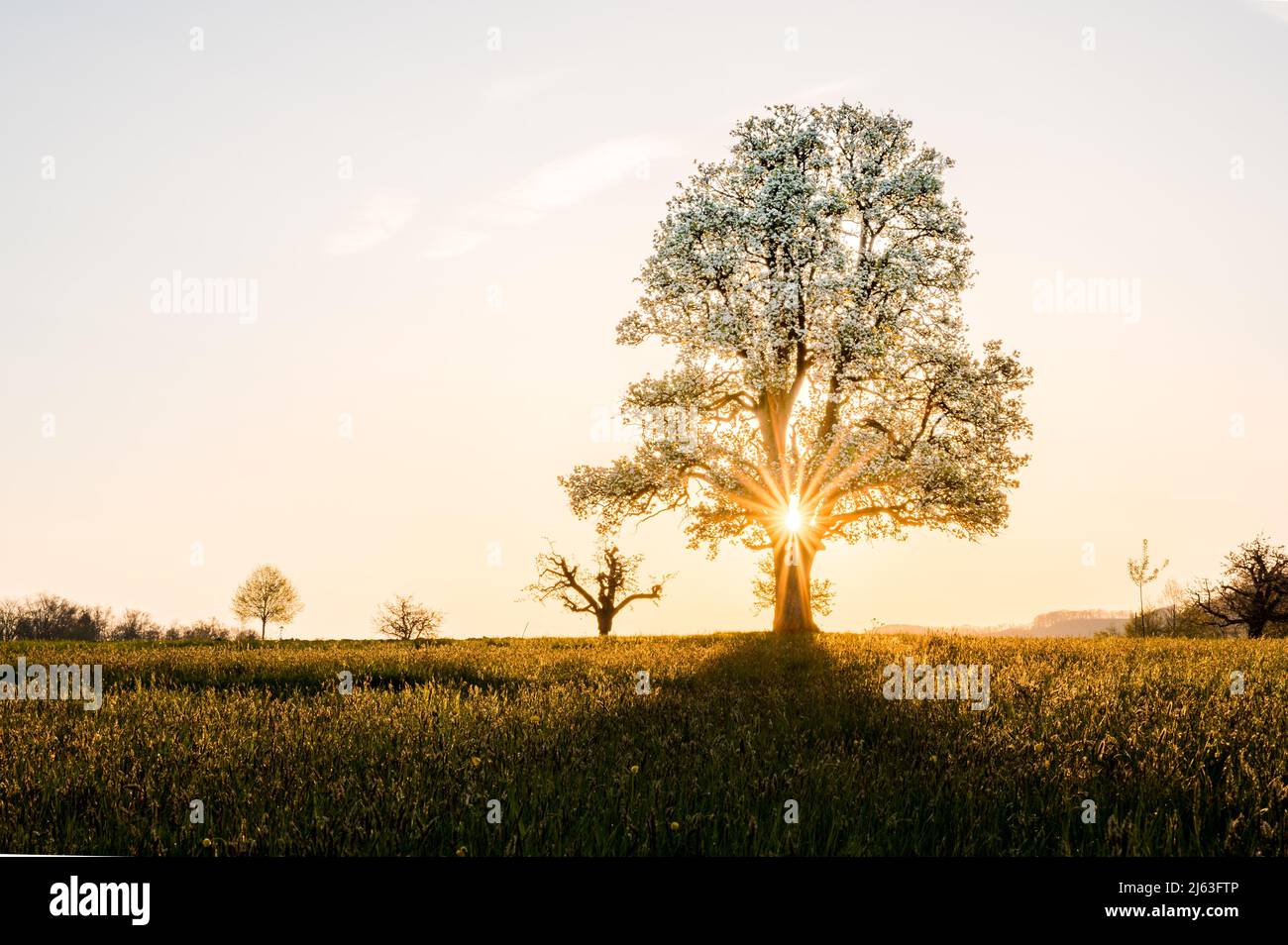 giant pear tree during spring at sunset Stock Photo