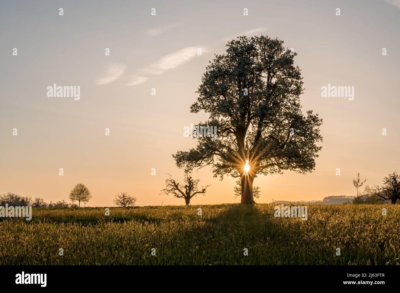 giant pear tree during spring at sunset Stock Photo