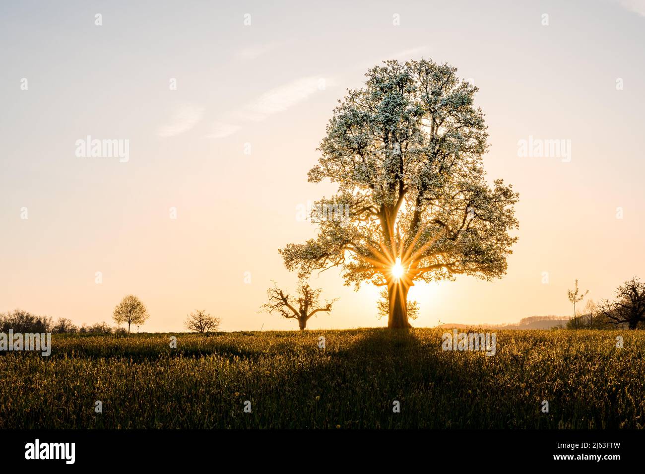 giant pear tree during spring at sunset Stock Photo