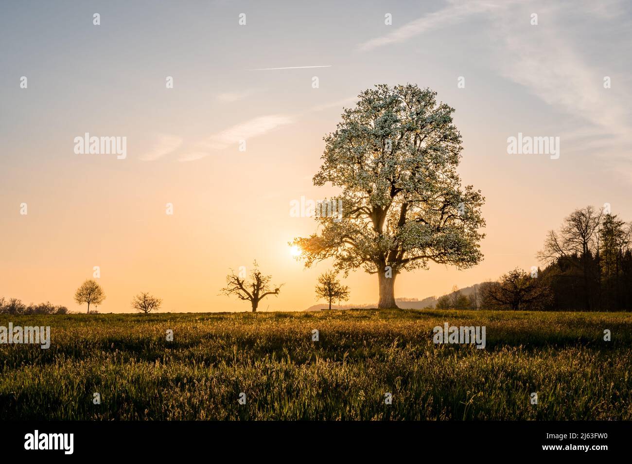 giant pear tree during spring at sunset Stock Photo
