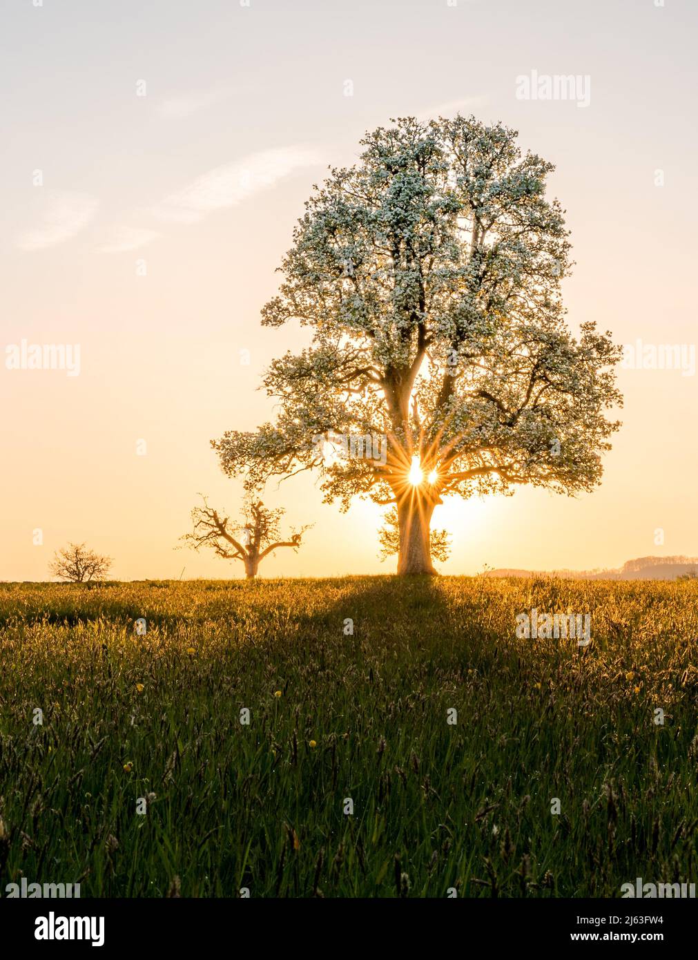 giant pear tree during spring at sunset Stock Photo
