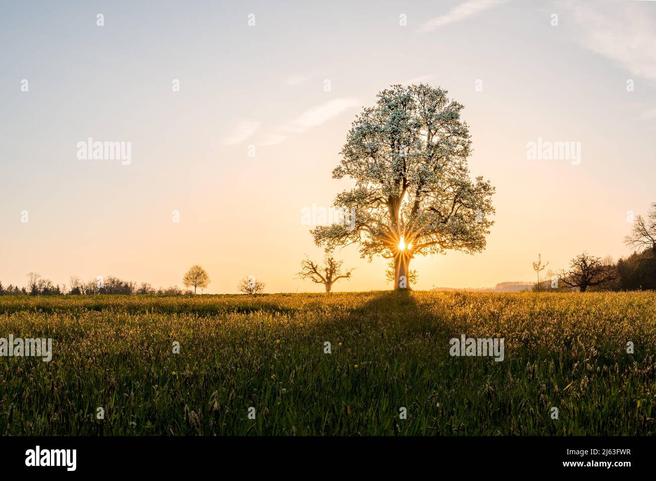 giant pear tree during spring at sunset Stock Photo