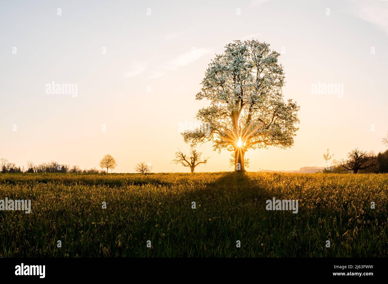 giant pear tree during spring at sunset Stock Photo