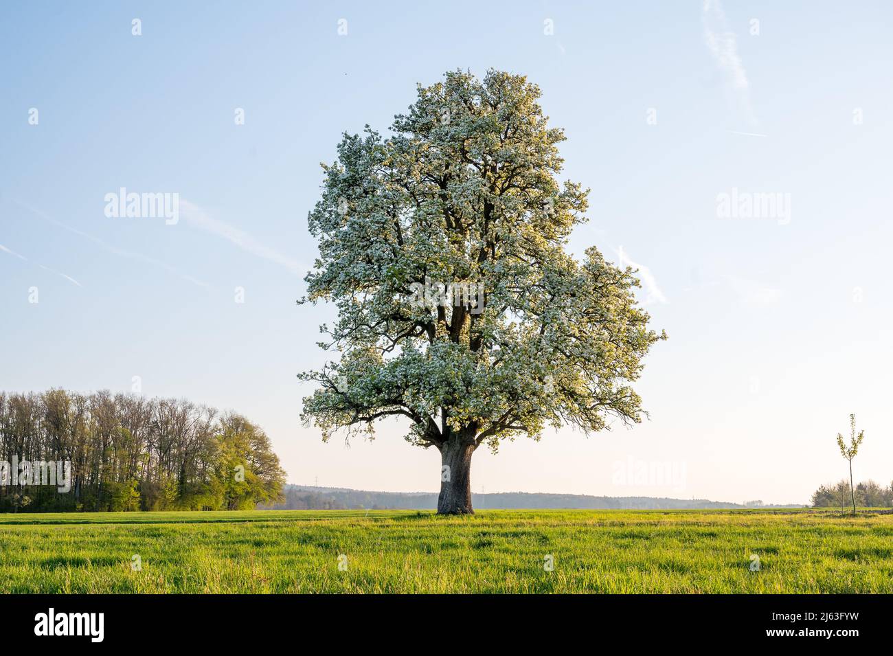 giant oldgrown pear tree in Baselland Stock Photo Alamy