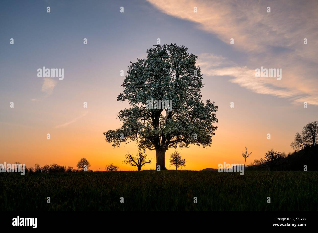 spring sunrise with a giant pear tree in bloom Stock Photo