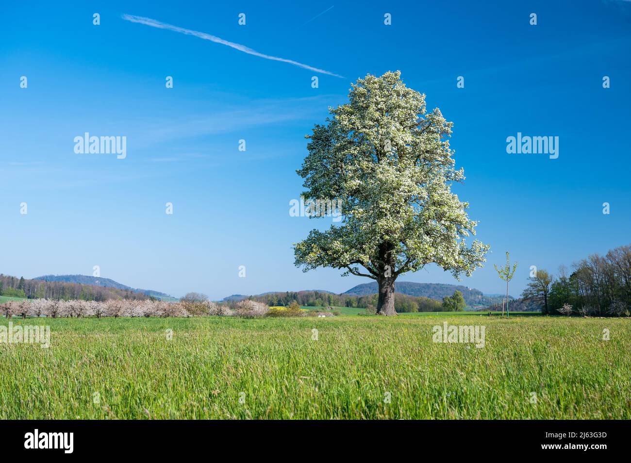 giant pear tree in bloom during spring in Baselland Stock Photo
