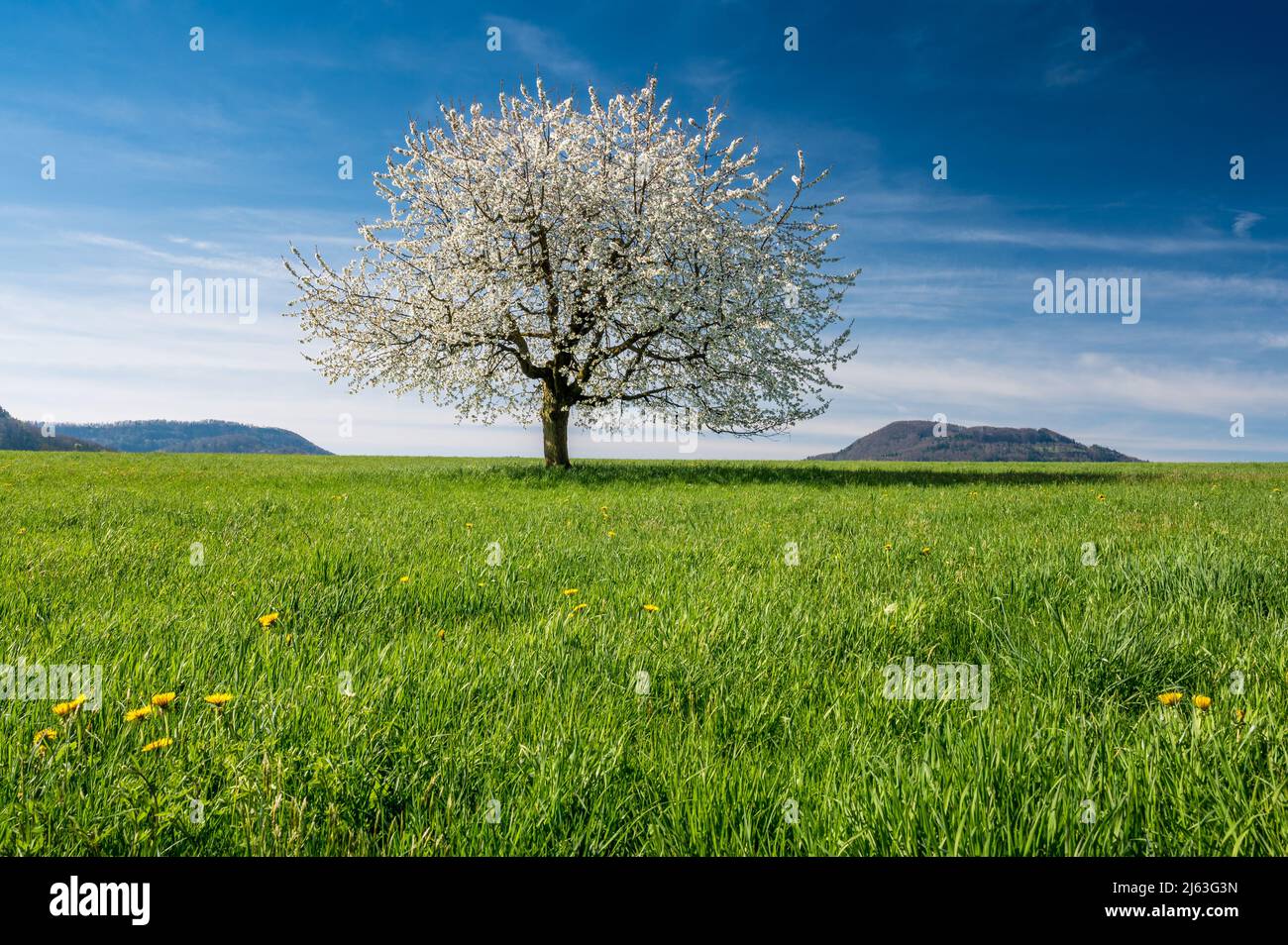 perfect blooming cherry tree on a green field in Baselland Stock Photo