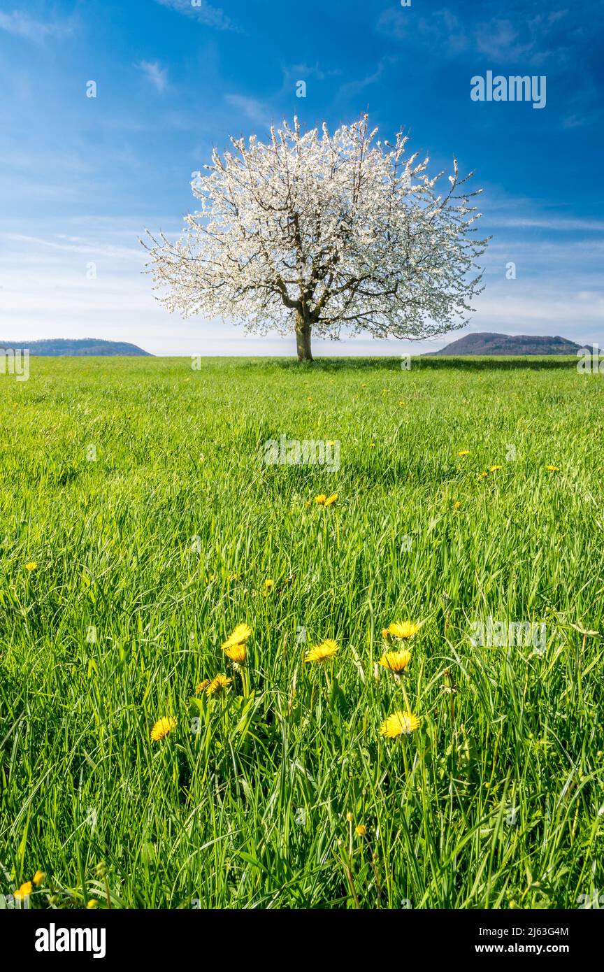 perfect blooming cherry tree on a green field in Baselland Stock Photo