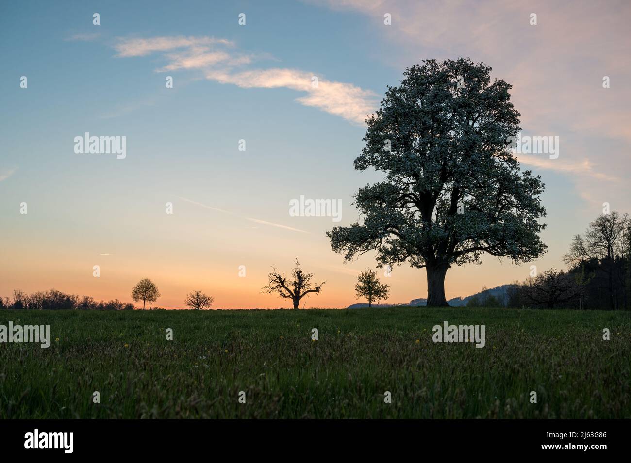 spring sunrise with a giant pear tree in bloom Stock Photo