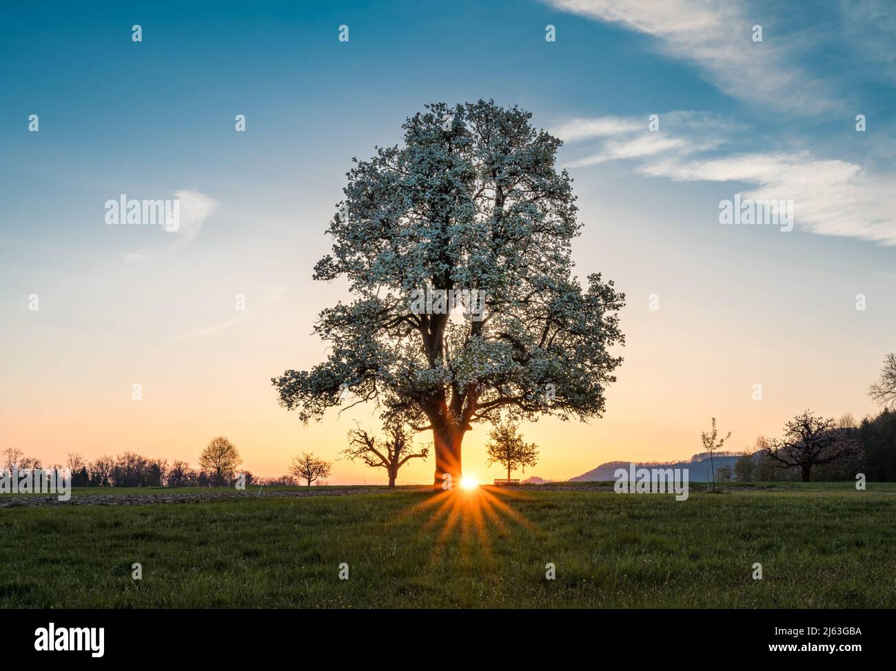spring sunrise with a giant pear tree in bloom Stock Photo