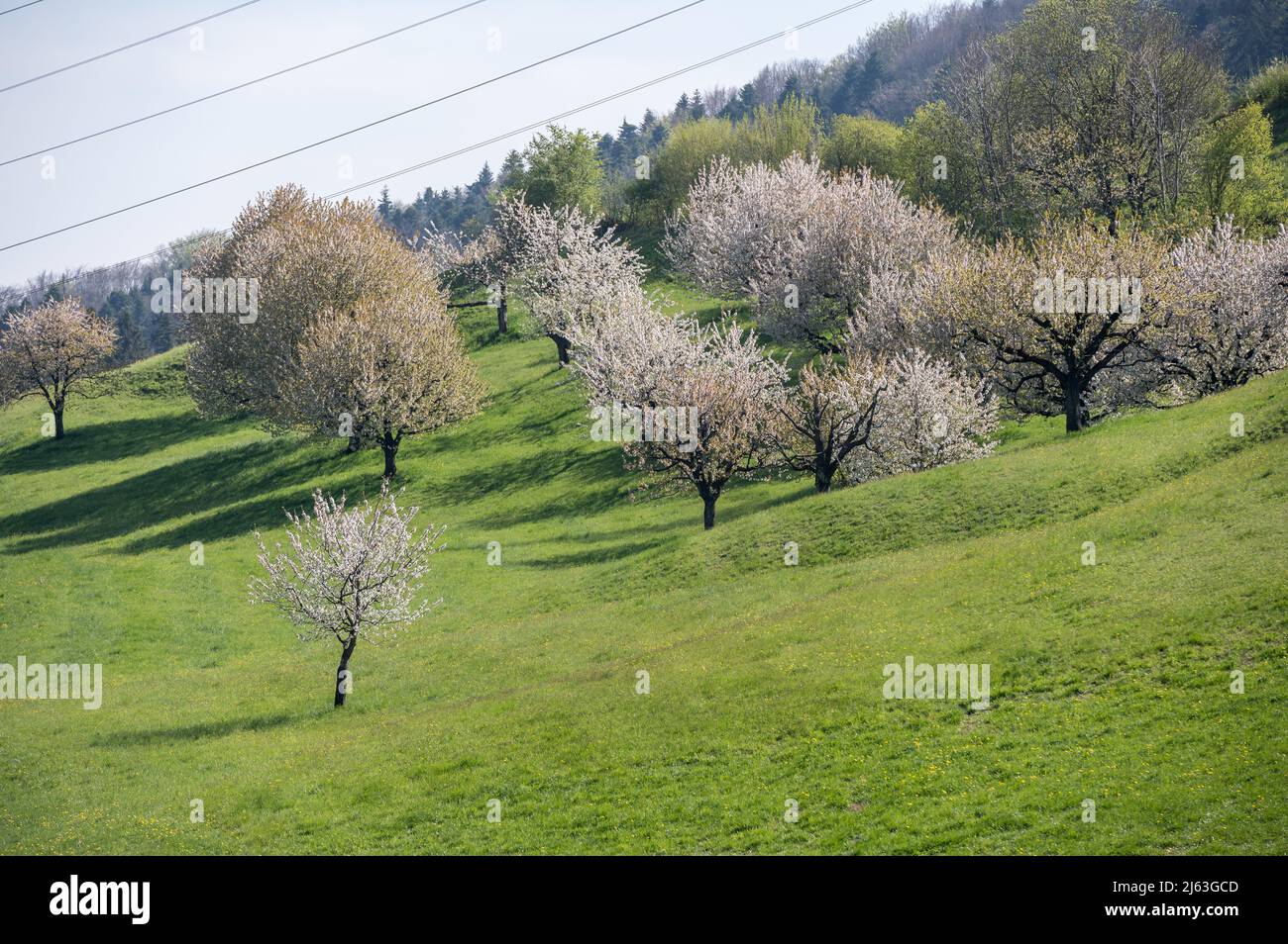 Baselland Kanton baselland weiss hi-res stock photography and images - Alamy