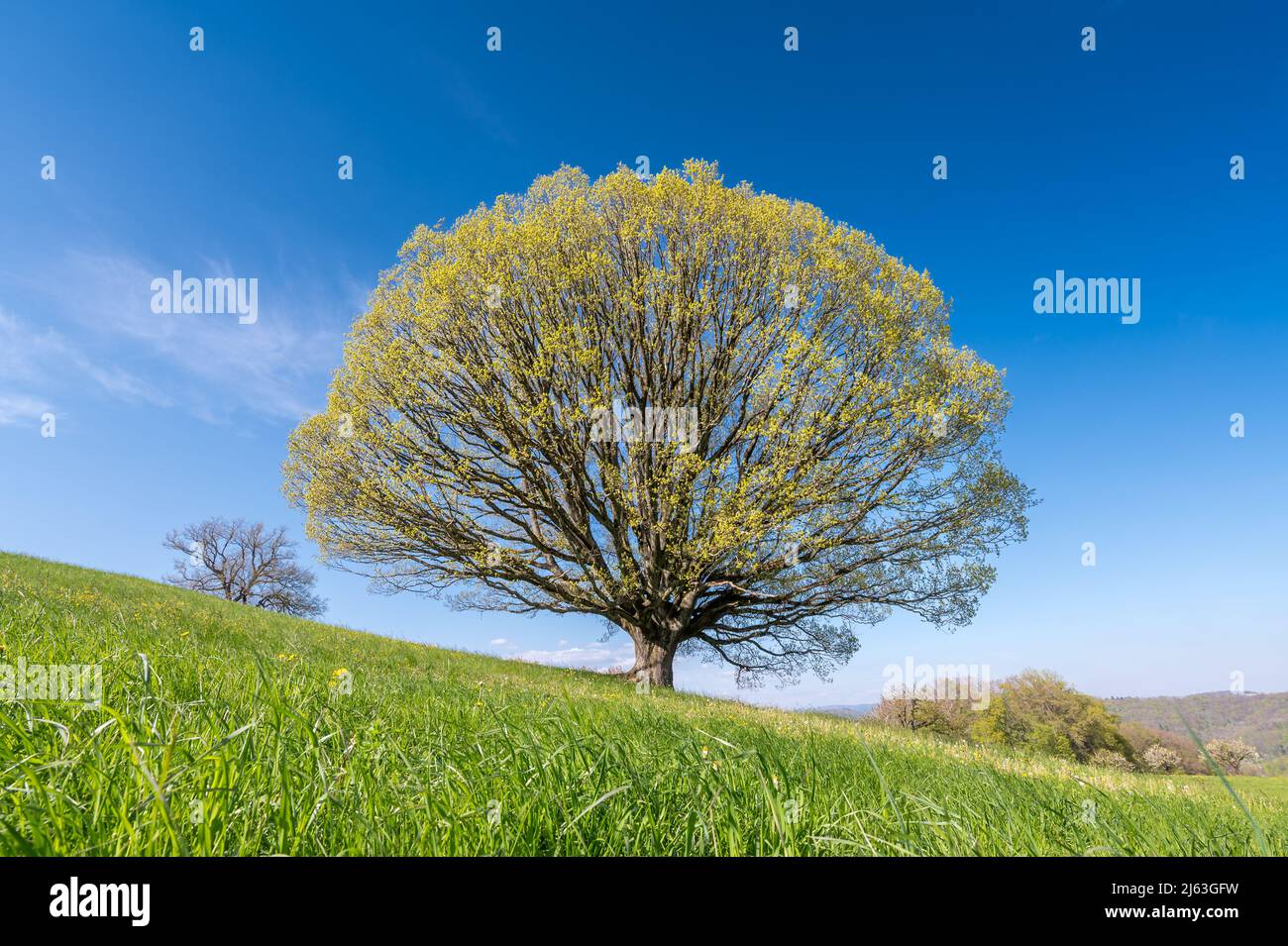 old oak tree in Baselland in spring Stock Photo