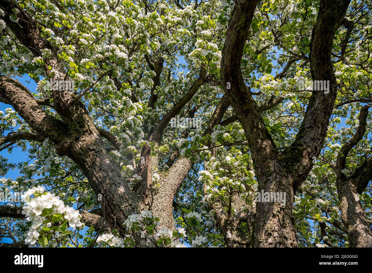 branches of a giant pear tree during blossom Stock Photo
