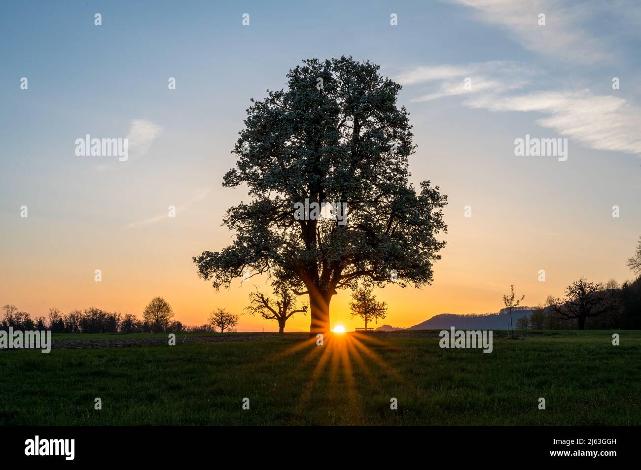 spring sunrise with a giant pear tree in bloom Stock Photo