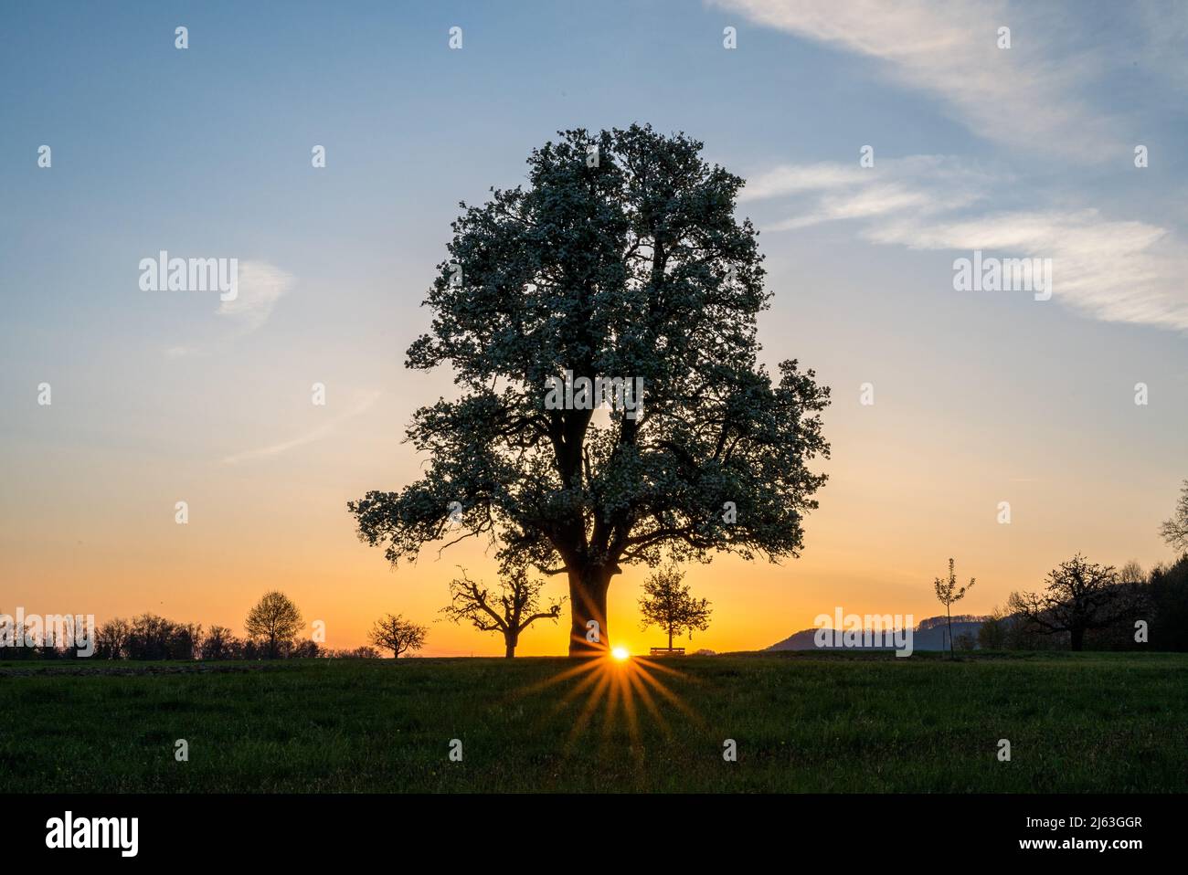 spring sunrise with a giant pear tree in bloom Stock Photo