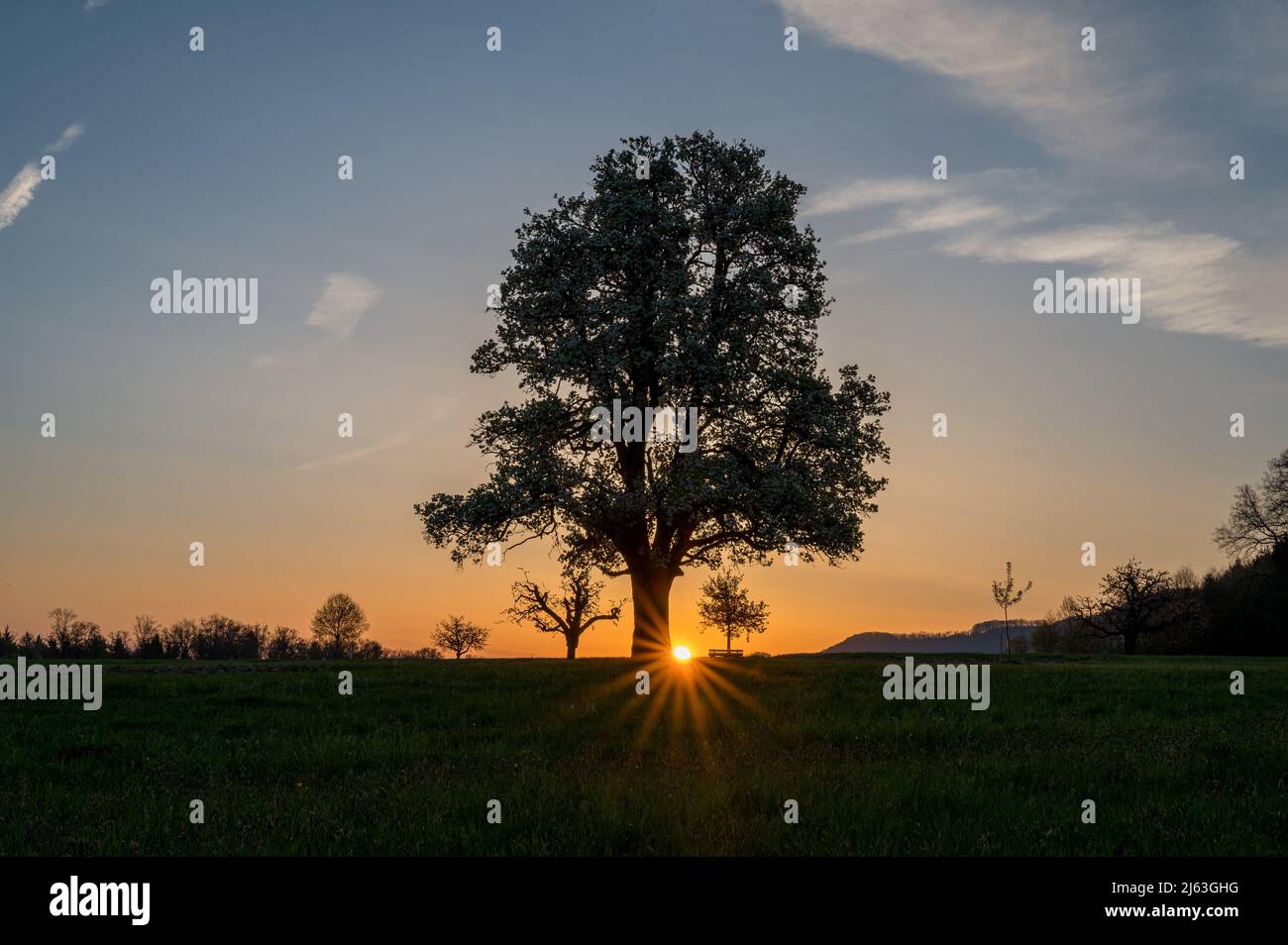 spring sunrise with a giant pear tree in bloom Stock Photo