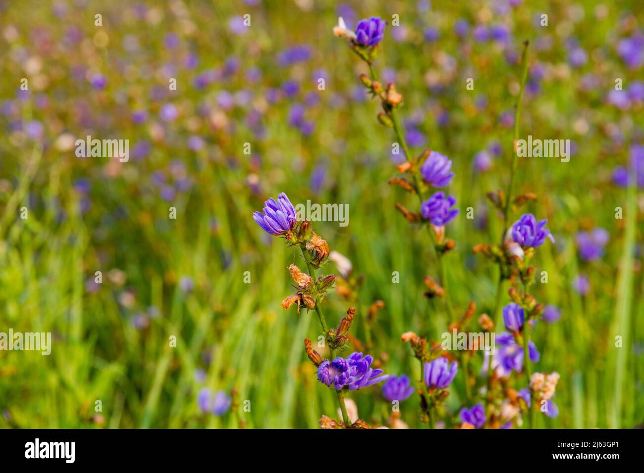 Russia. Tver region. Medicinal plants. Common chicory (Latin Cichorium