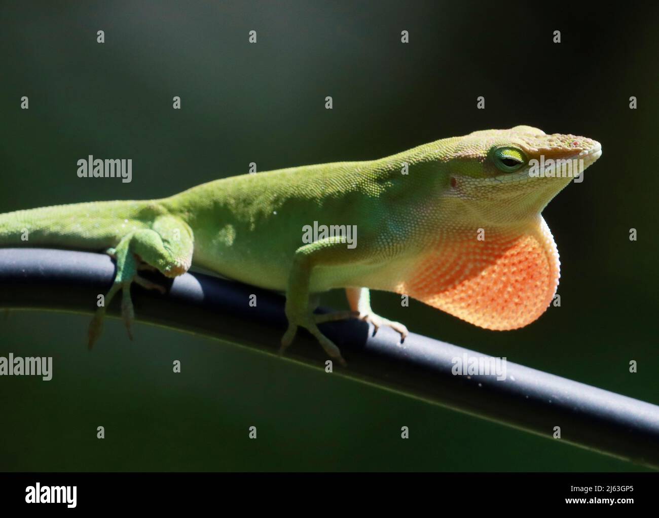 Cary, North Carolina, USA. 27th Apr, 2022. A male green anole lizard