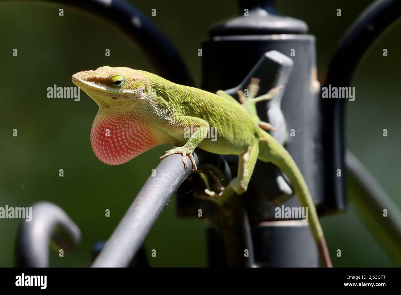 Male anoles lizard hires stock photography and images Alamy
