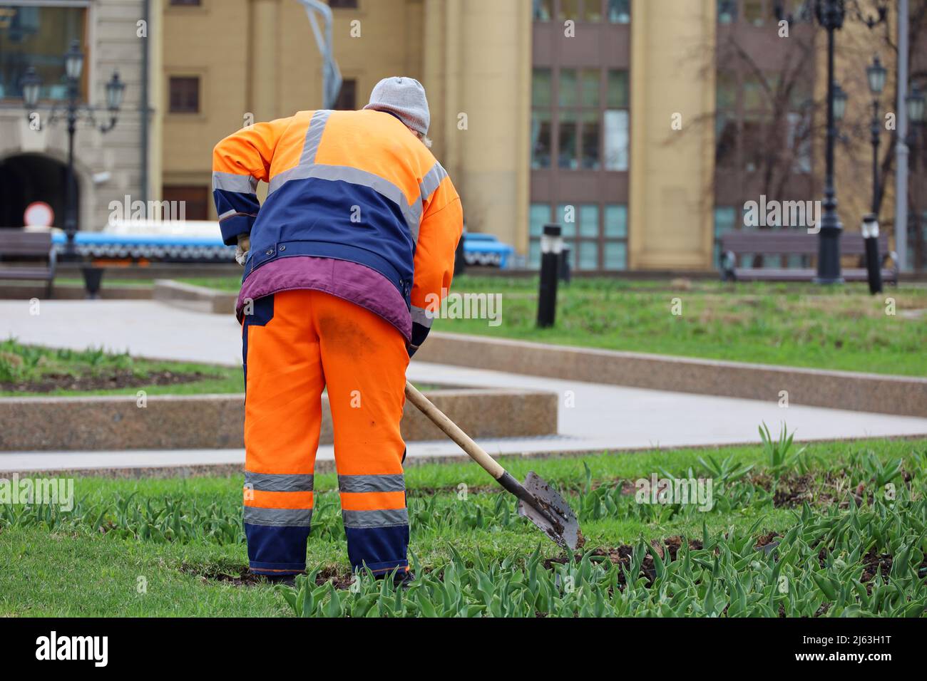 Worker of the municipal service plants flowers on a lawn. Woman gardener with shovel loosens the soil, improvement of the city park in spring Stock Photo