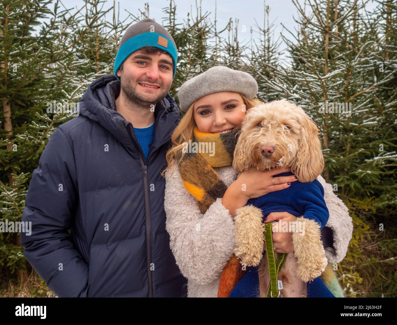 Young caucasian man and woman, holding a dog, standing in front of snow covered Christmas trees at a North Yorkshire Christmas tree farm. UK. Stock Photo