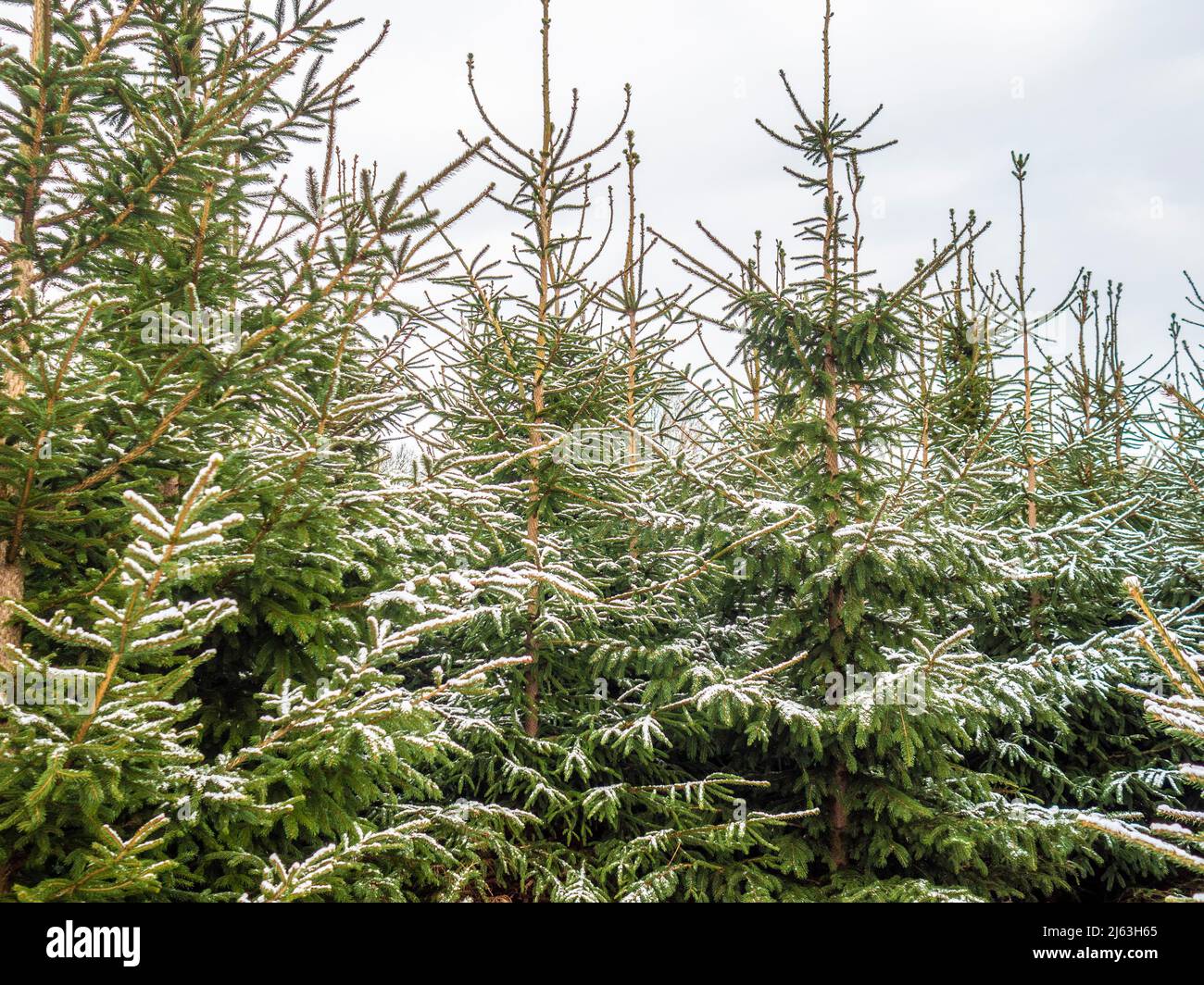Christmas trees lightly covered in snow, growing on a Christmas tree