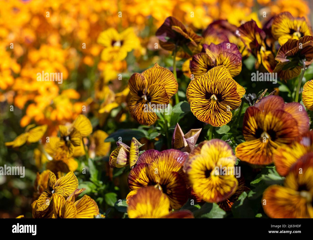 Terracotta flower pot filled with striped amber and yellow viola flowers by the name Tiger Eye. Photographed at RHS Wisley garden, Surrey UK Stock Photo