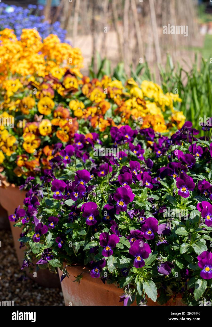 Flower pots filled to overflowing with colourful pink purple viola