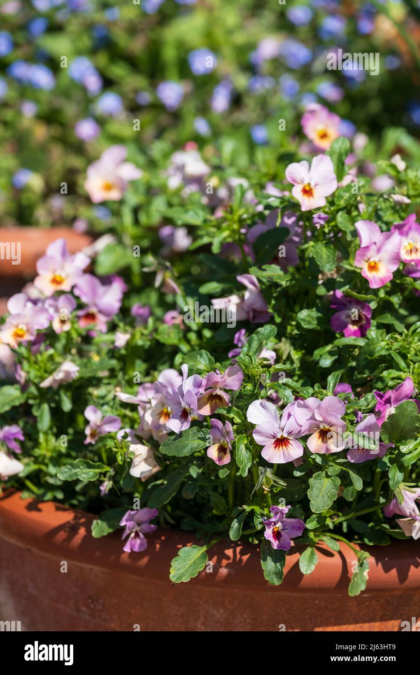 Flower pots filled to overflowing with colourful pink purple viola flowers. Photographed at RHS Wisley garden, near Woking in Surrey UK. Stock Photo