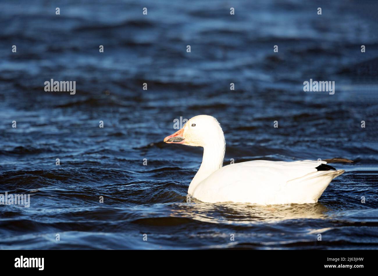 Snow Goose on Deep Blue Water Stock Photo