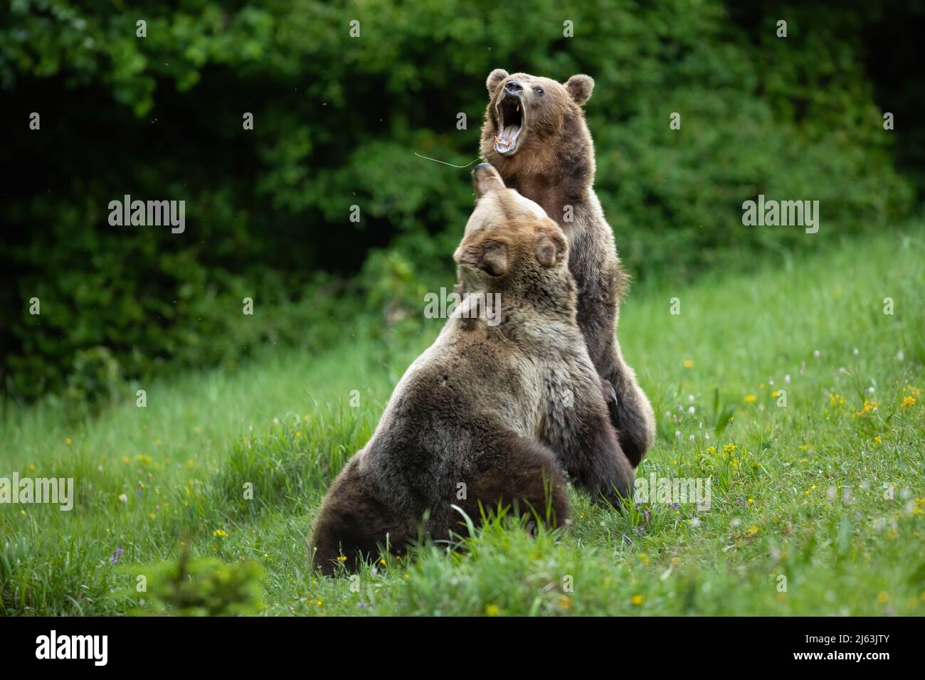 An Aggressive Big Bear Attacks, Baring Its Stock Image, 55% OFF