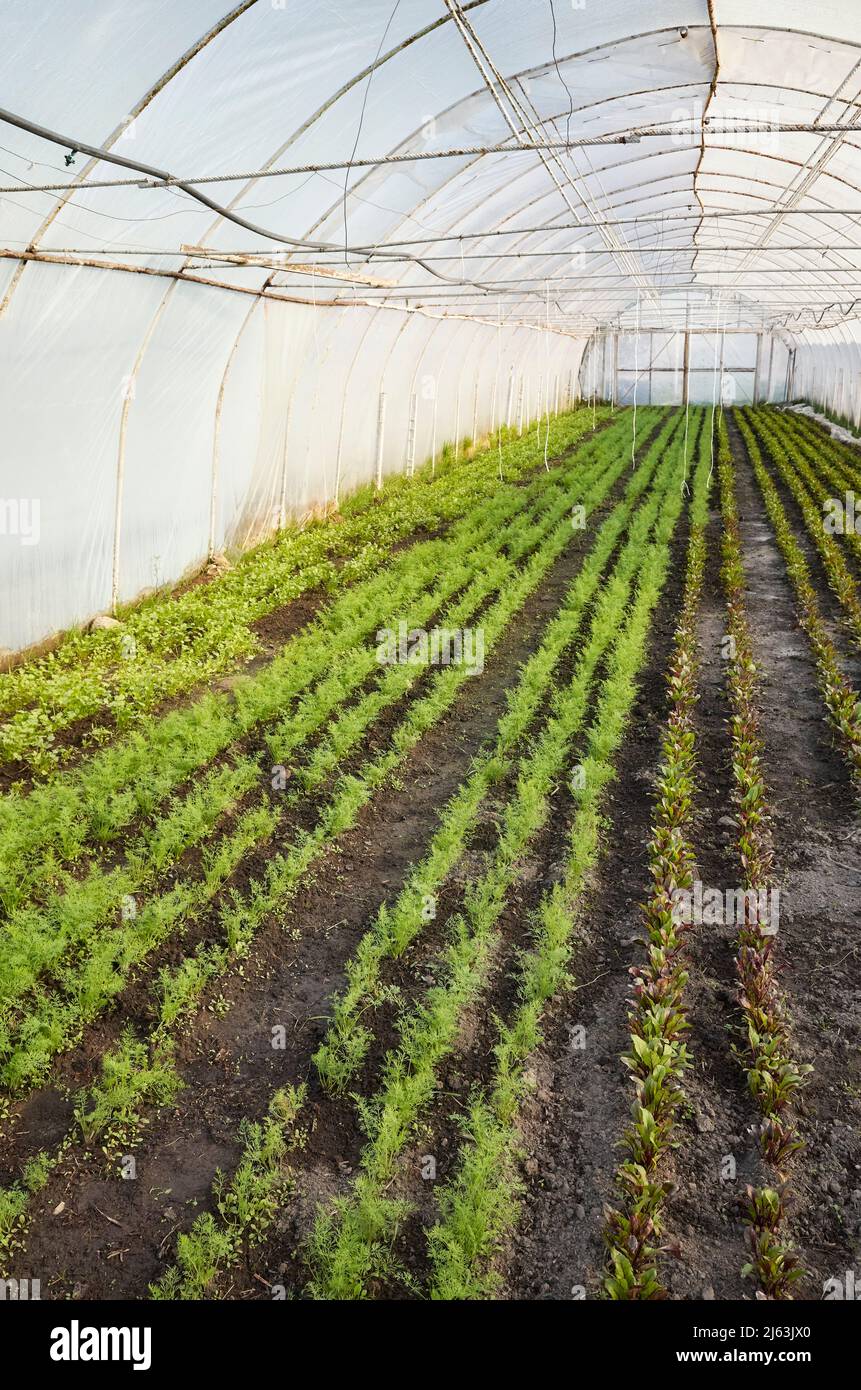 Interior of an organic vegetable plantation in a greenhouse Stock Photo ...