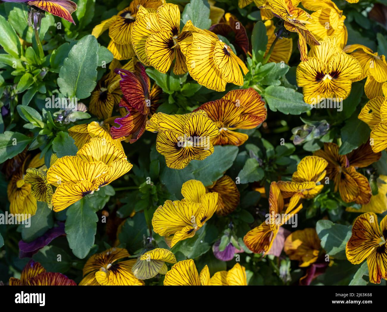 Terracotta flower pot filled with striped amber and yellow viola flowers by the name Tiger Eye. Photographed at RHS Wisley garden, Surrey UK Stock Photo